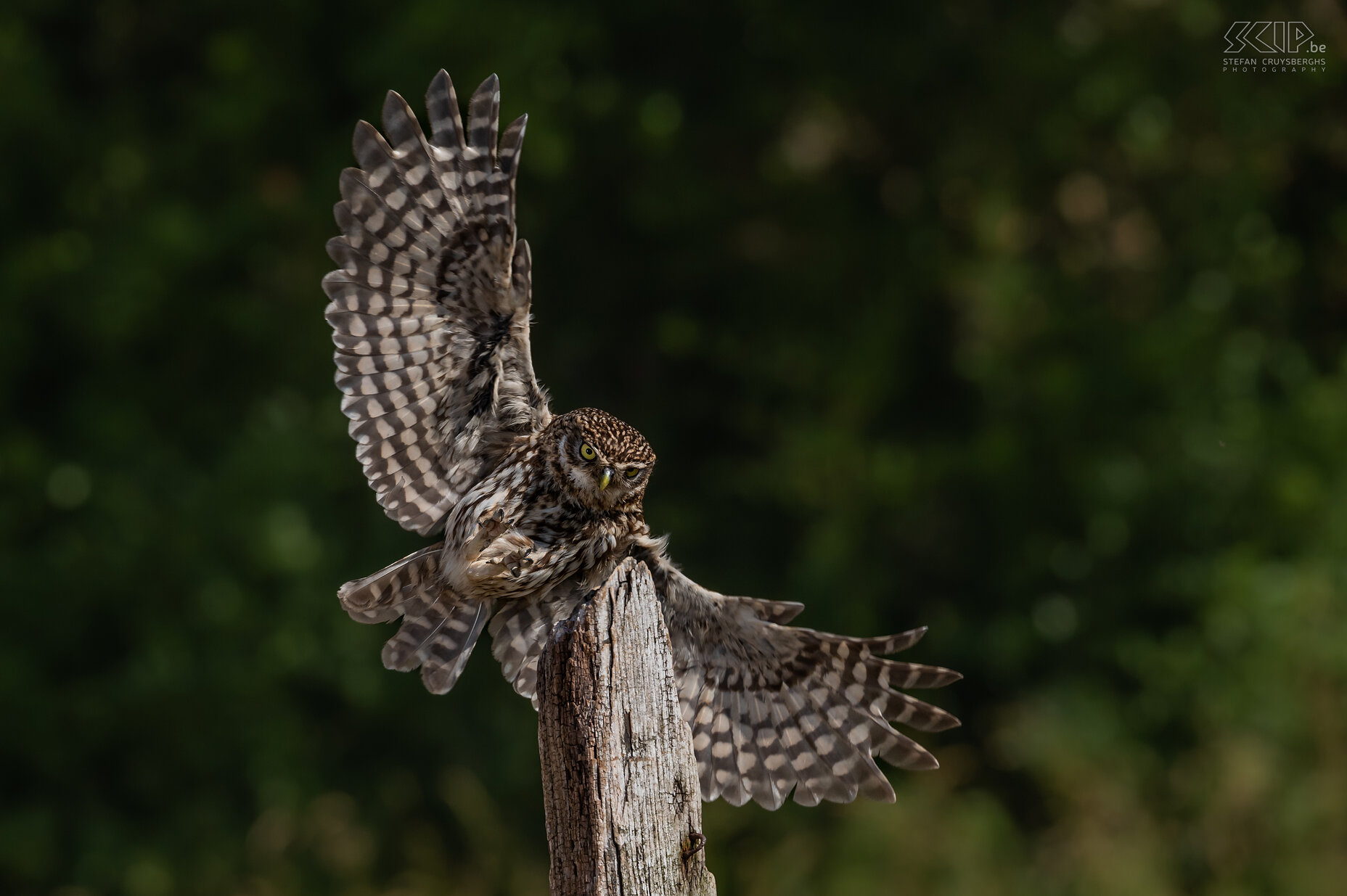 Steenuil Steenuil / Little owl ./ Athene noctua Stefan Cruysberghs